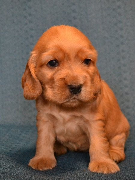 7 - růžová fenka.JPG